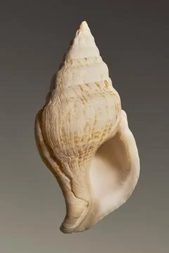 Close up of small, patterned conch shell against brown background 스톡 사진