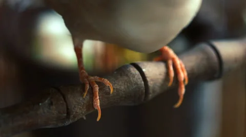 Close up of small paws of little tropical bird Stock Footage 34680360