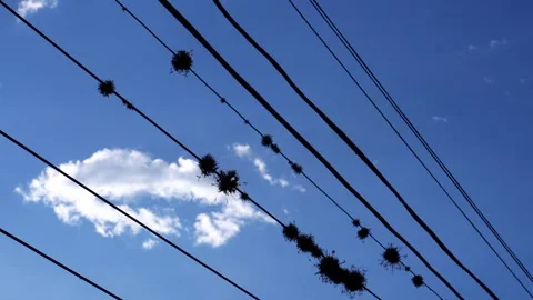 Close-up of small pieces of vegetation growing on high voltage power lines in Stock Footage 164590219
