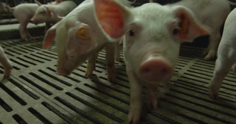 Close-up of a small pig Stock Footage 99139668