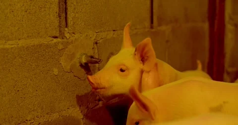 Close-up of a small piglet drinking water.Pig drinking water from water spout. Stock Footage 243301662