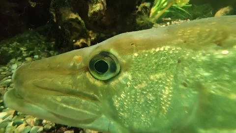 Close up of a small pike resting  Stock Footage 296024864