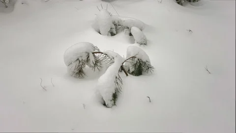 Close up of small pine branches covered by snow at the ground of the forest Stock Footage 217750991