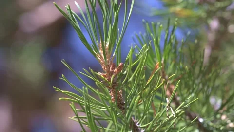Close-Up of Small Pine Cone Developing on Pine Tree 動画素材 313480357