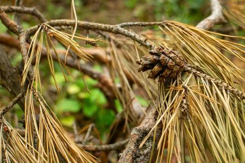 Close up of a small pine cone nestled among dry brown needles on a forest floor Stock Photos