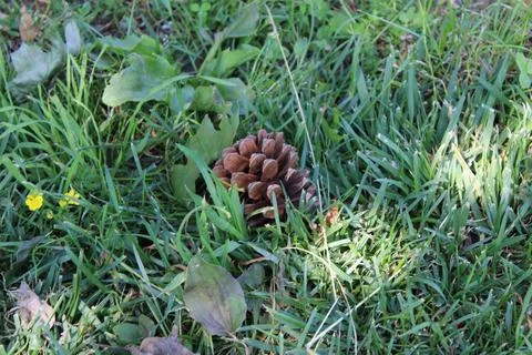 Close-Up of a Small Pine Cone Resting on Green Grass Stock Photos