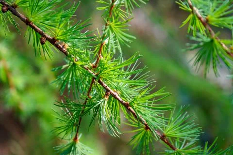 Close up of small pine needled on a branch 库存照片