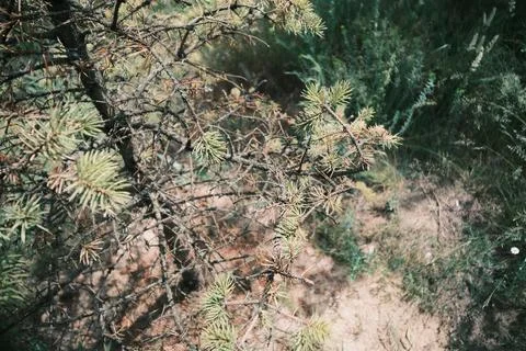 Close-up of a small pine tree with green and dry brown needles growing outd.. Фото