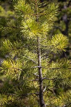 Close-Up of Small Pine Tree Stock Photos
