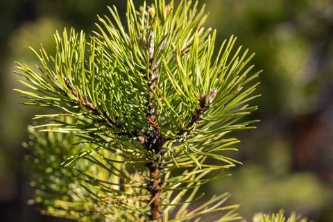 Close-Up of Small Pine Tree Foto stock