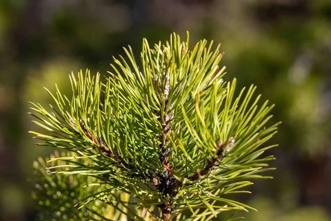 Close-Up of Small Pine Tree Stock Photos