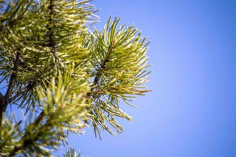 Close-Up of Small Pine Tree Stock Photos