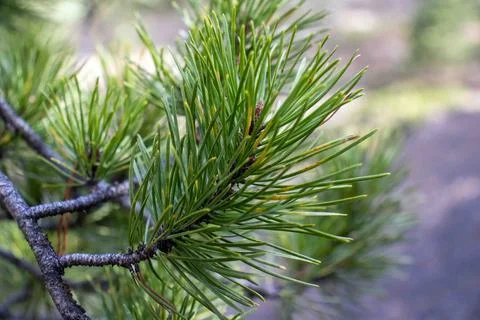 Close-Up of Small Pine Tree Stock Photos