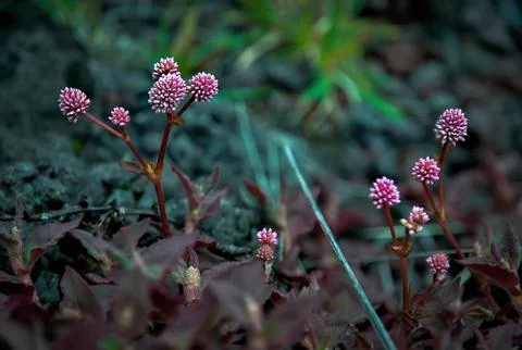 Close-up of small pink globe-shaped flowers growing among reddish leaves Stock Photos