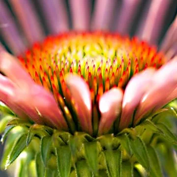 A close up of a small pink glower in the spring Stock Photos