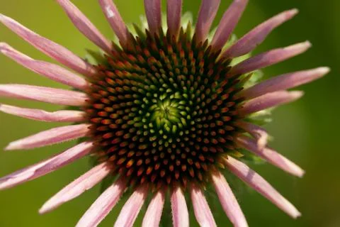 A close up of a small pink glower in the spring Stock Photos