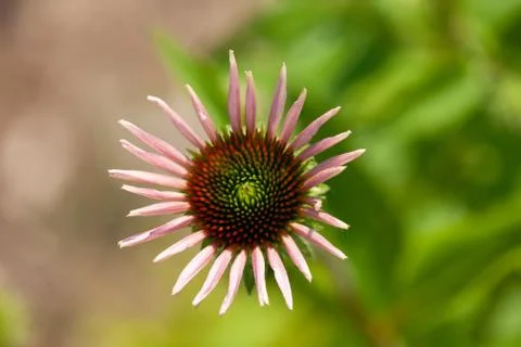 A close up of a small pink glower in the spring Stock Photos