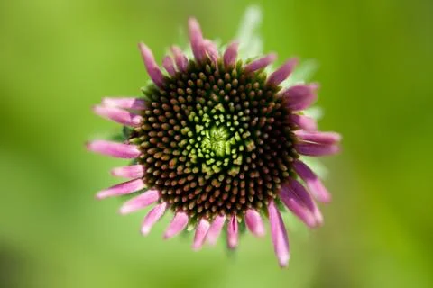 A close up of a small pink glower in the spring Stock Photos