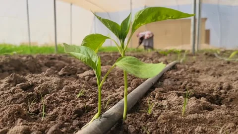 Close-up of a small plant with a farmer in the background Stock Footage 276172731