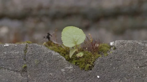 Close-up of a small plant that grows on a stone. On a leaf a drop of water Stock Footage 131659489