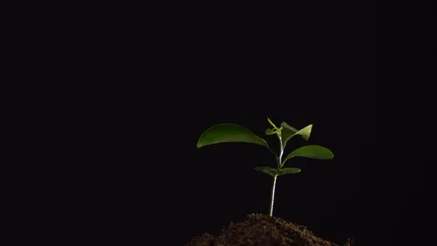 Close up of small plant in a handful of soil isolated on black background. A Stock Footage 128986673