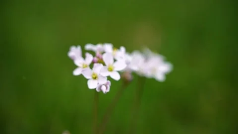 Close-up of a small plant with several small white flowers with a yellow 動画素材 235659796