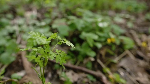 Close-up of small plant in woods Stock Footage 253385192