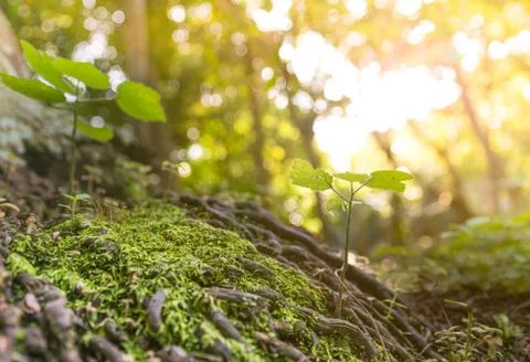 Close up of small plants growing on tree root in tropical forest in Vietnam Stock Photos