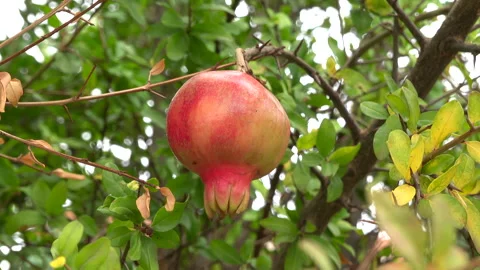 Close up of a small pomegranate growing on the tree Stock Footage 306407830