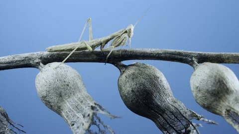 Close up of small praying mantis sits on Henbane dry flowers on blue sky Stock Footage 205282324