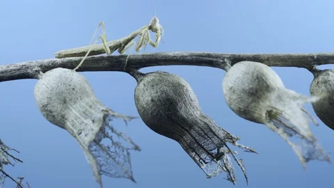 Close up of small praying mantis sits on a dry shrub branch and washes   Stock Footage 205282494