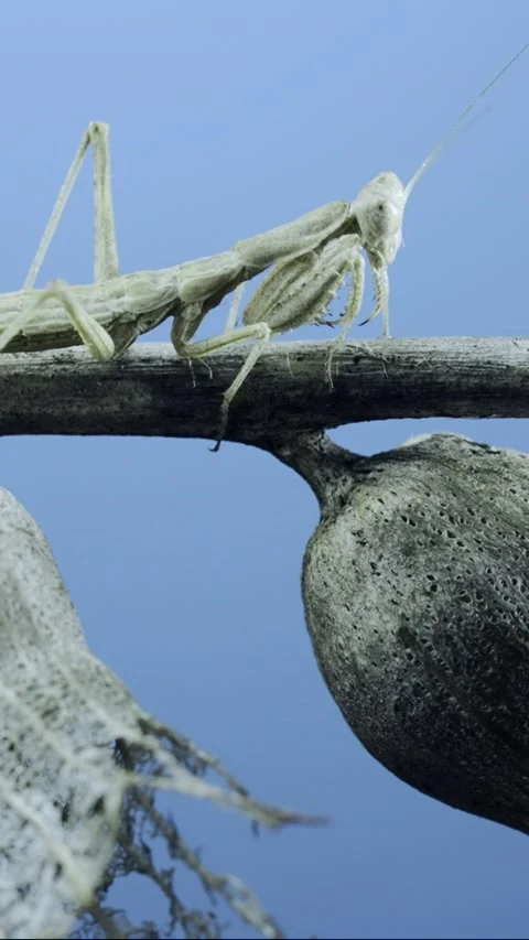 Close up of small praying mantis sits on a dry shrub branch  Stock Footage 205282806
