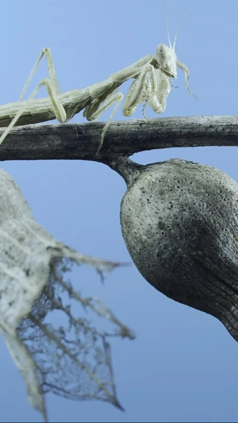 Close up of small praying mantis sits on Henbane dry flowers and Stock Footage 205283078