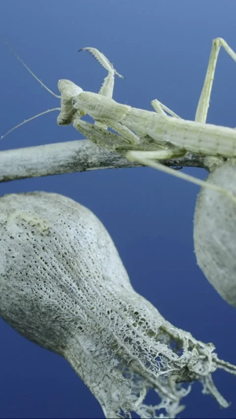 Close up of small praying mantis sits on a dry shrub branch   Stock Footage 205283513