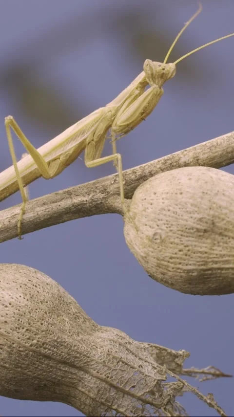 Close up of small praying mantis sits on Henbane dry flowers and Stock Footage 205810672