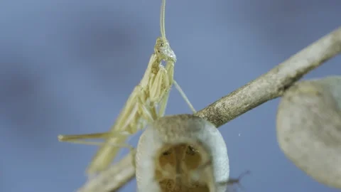 Close up of small praying mantis sits on Henbane dry flowers and looks around on Stock Footage 205816679