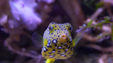 Close up of small Puffer fish Stock Footage 234123656