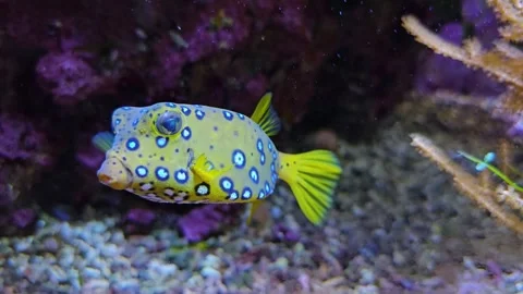 Close up small pufferfish or boxfish Stock Footage 261440993