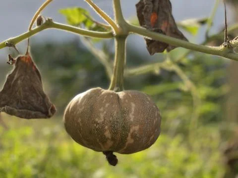 Close Up Of Small Pumpkin Growing On Vine In Garden Stock Photos
