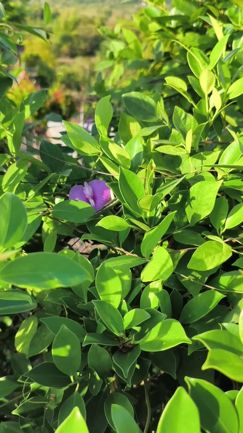 Close-Up of Small Purple Flower in Lush Green Hedge Foliage Stock Footage 340464570