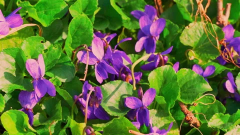 Close up small purple flowers Stock Footage 134523488