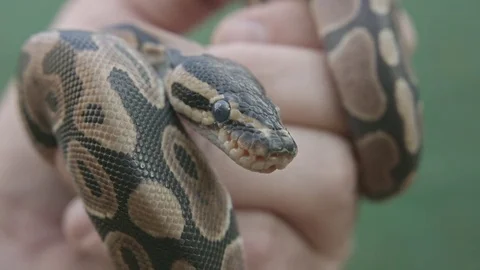 Close up of small python held by male hand Stock Footage 84201452