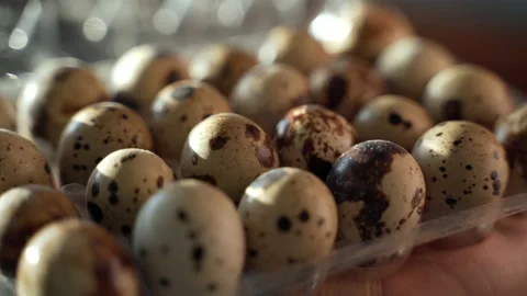 Close-up of small quail eggs in plastic container on sunlight background Stock Footage 135403068
