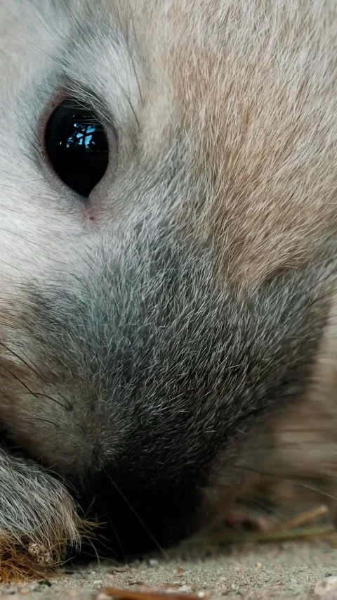 Close-Up of a Small Rabbit Nibbling on Straw in Natural Habitat Stock-Footage 313449889