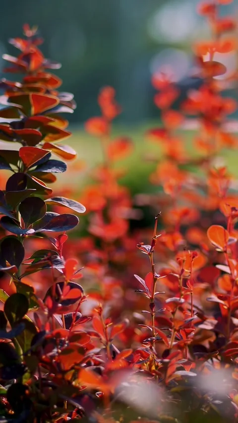 Close-up. small red barberries in flower pots, in a garden center or greenhouse, Stock Footage 320347004