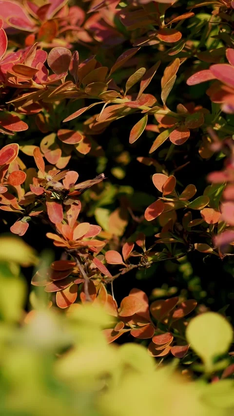 Close-up. small red barberries in flower pots, in a garden center or greenhouse, Stock Footage 320535342