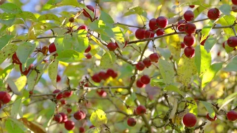 Close-up of small red crabapples on sunlit branches gently swaying in orchard br Stock Footage 345676024