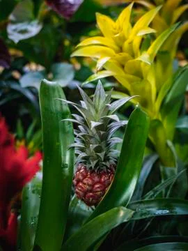 Close up of a small red pineapple growing on a pineapple plant. Growing dwarf Stock Photos