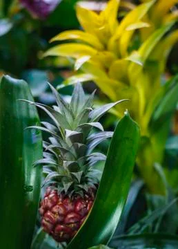 Close up of a small red pineapple growing on a pineapple plant. Growing dwarf Stock Photos