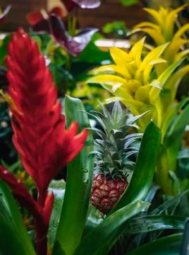 Close up of a small red pineapple growing on a pineapple plant. Growing dwarf Stock Photos